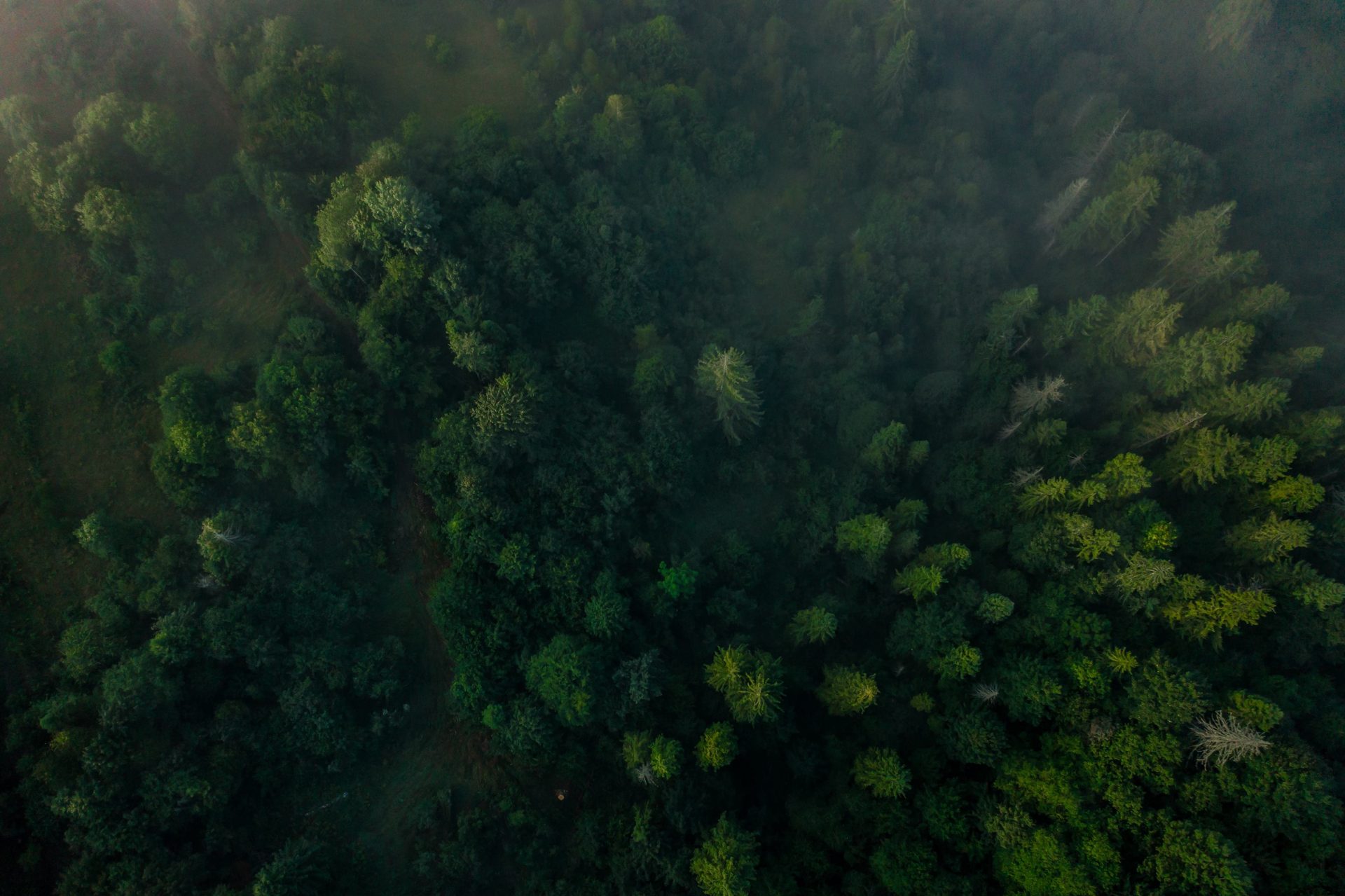 parcela de floresta